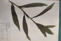 Solidago gigantea
