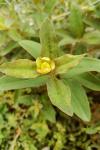 Hypericum calycinum