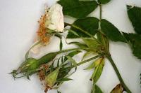 Rosa deseglisei