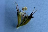 Oenanthe pimpinelloides