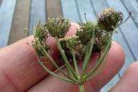 Oenanthe pimpinelloides
