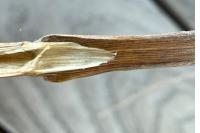 Deschampsia cespitosa