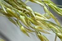 Deschampsia cespitosa