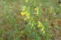 Rhinanthus minor