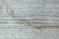 Carex remota