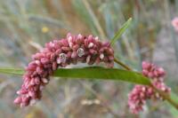 Persicaria maculosa