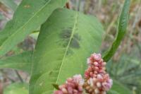 Persicaria maculosa
