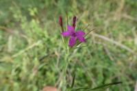 Dianthus armeria