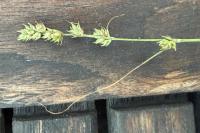 Carex divulsa