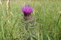 Centaurea jacea