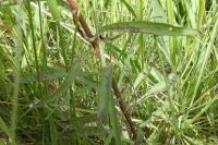 Centaurea jacea