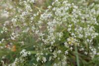 Galium album