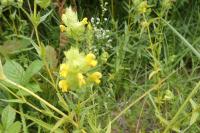 Rhinanthus minor