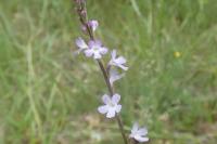 Verbena officinalis
