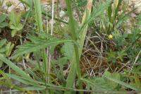 Verbena officinalis