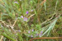 Legousia hybrida