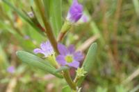 Legousia hybrida