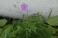 Geranium dissectum