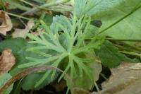 Geranium dissectum