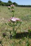 Centaurium erythraea