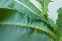 Lactuca serriola