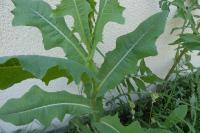 Lactuca serriola