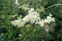 Filipendula ulmaria
