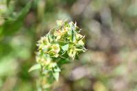 Euphorbia falcata