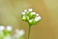 Valerianella eriocarpa