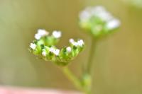 Valerianella eriocarpa