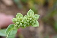 Bupleurum subovatum