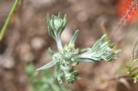 Filago pyramidata