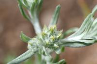 Filago pyramidata