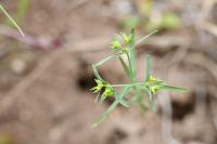 Euphorbia exigua