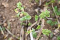Bupleurum subovatum