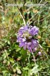 Campanula glomerata
