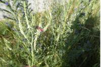 Melilotus albus