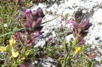 Teucrium chamaedrys