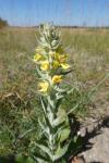 Verbascum thapsus