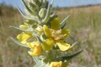 Verbascum thapsus
