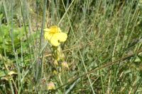 Helianthemum nummularium