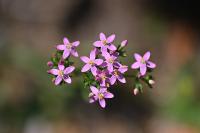 Centaurium erythraea
