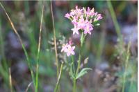 Centaurium erythraea