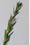 Lythrum hyssopifolia