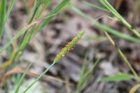 Alopecurus aequalis