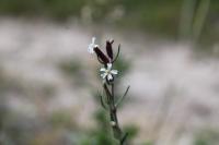 Silene gallica