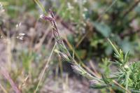 Silene gallica