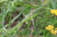 Thesium humifusum