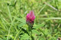 Trifolium rubens