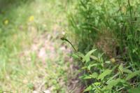 Inula salicina